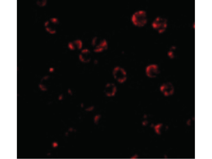 Immunofluorescence of RNAse H2A Antibody
