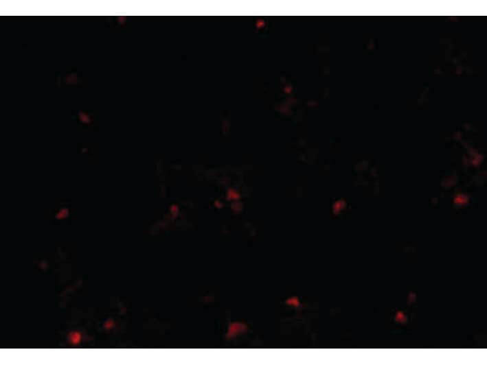 Immunofluorescence of RP105 Antibody