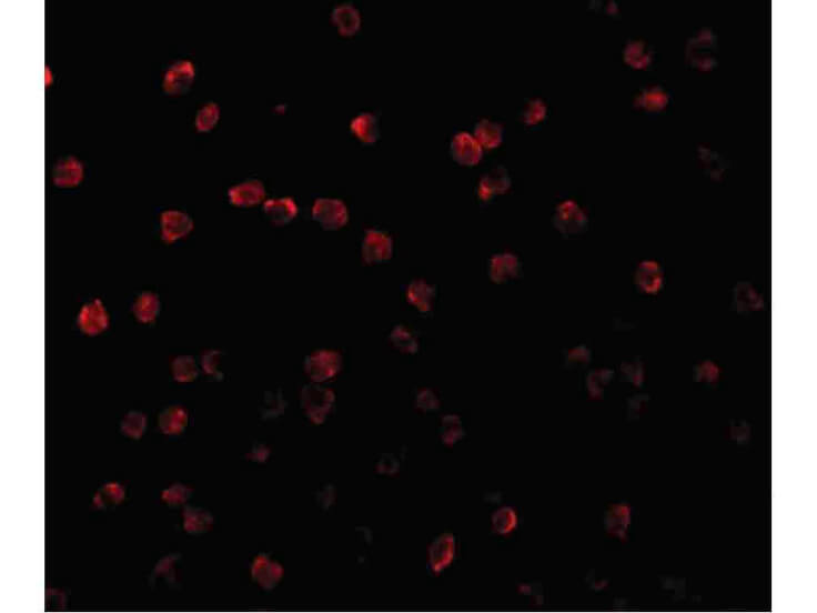Immunofluorescence of RPS6K1 Antibody