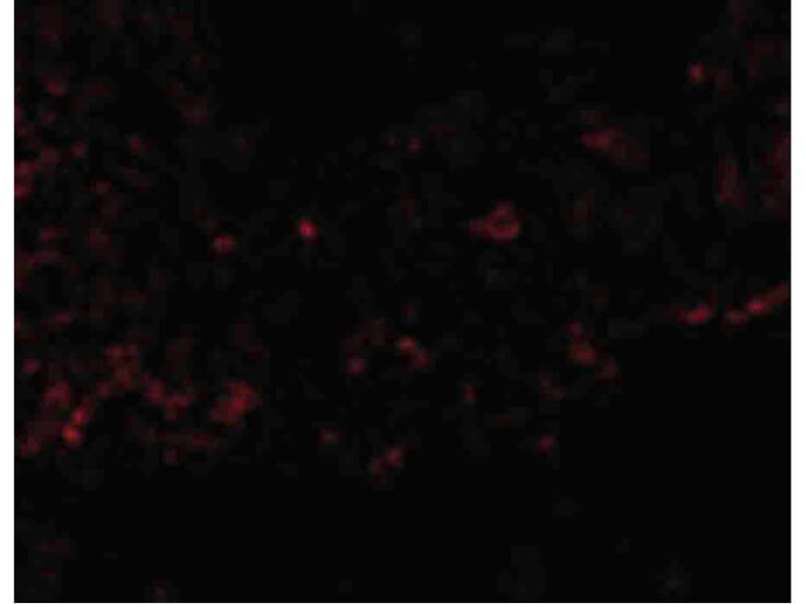 Immunofluorescence of RSPO1 Antibody