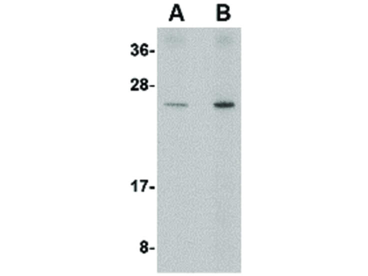 Western Blot of RTP801 Antibody