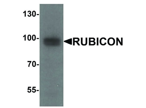 Western Blot of Rubicon Antibody