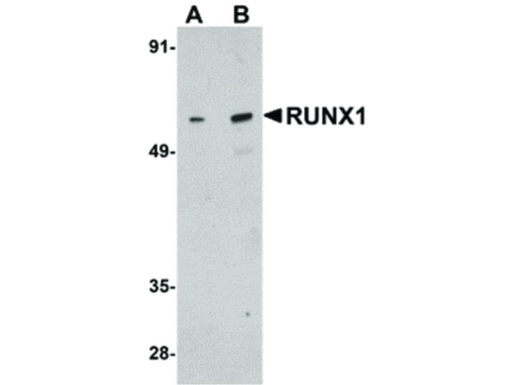 Western Blot of RUNX1 Antibody