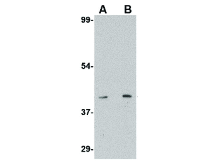 Western Blot of S1P1 Antibody