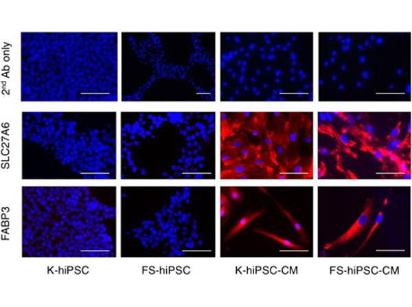 Immunofluorescence using SCARB1