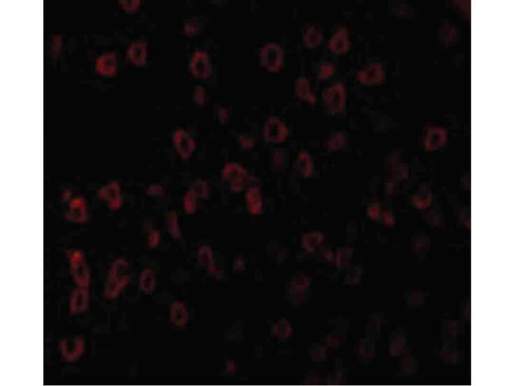 Immunofluorescence of SCF Antibody