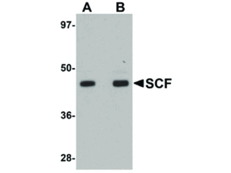 Western Blot of SCF Antibody