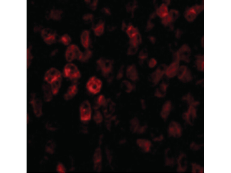Immunofluorescence of SCO2 Antibody