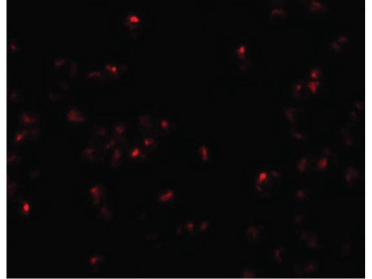 Immunofluorescence of SCRN2 Antibody