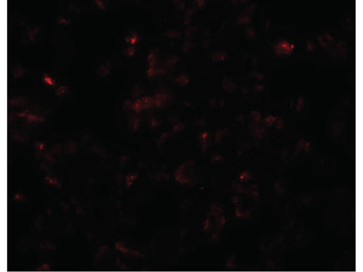 Immunofluorescence of SCRN3 Antibody