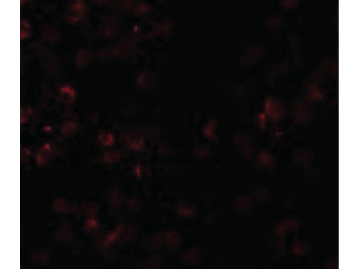 Immunofluorescence of SCUBE1 Antibody