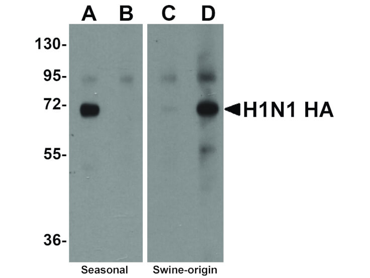 Western Blot of Seasonal H1N1 Hemagglutinin Antibody