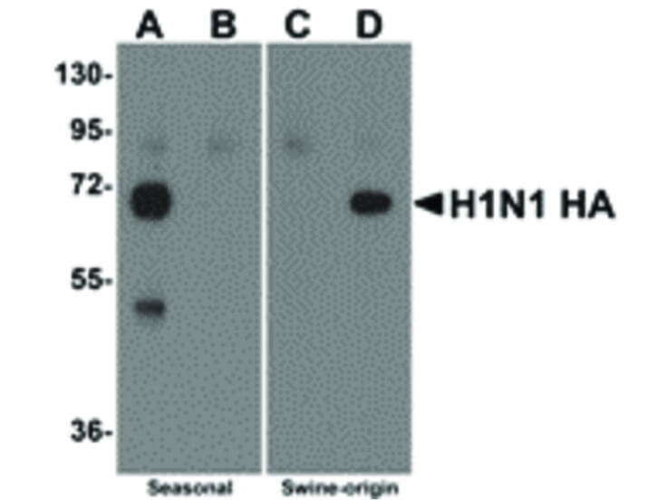 Western Blot of Seasonal H1N1 Hemagglutinin Antibody