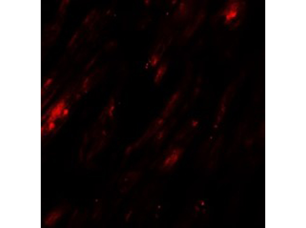 Immunofluorescence of SELK