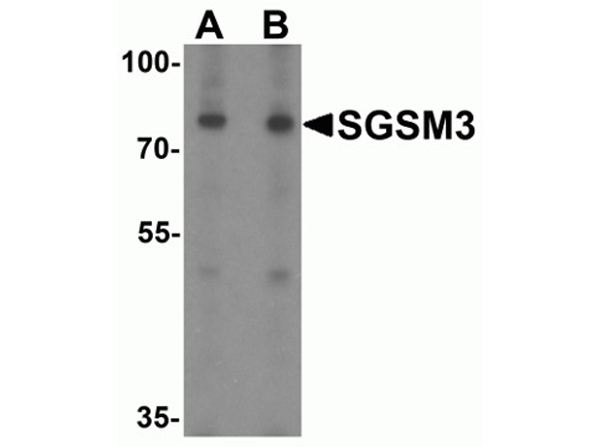 Western blot analysis of SGSM3