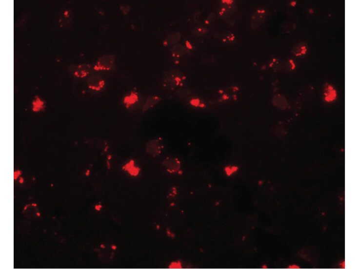 Immunofluorescence of SH3RF2 Antibody