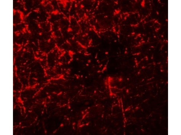 Immunofluorescence of SHISA4