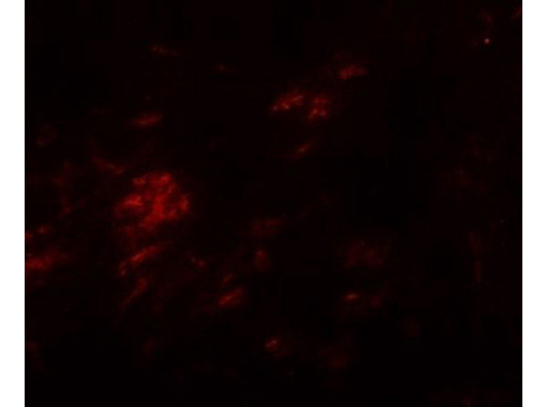 Immunofluorescence of SHISA9