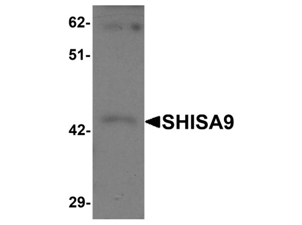 Western blot of SHISA9