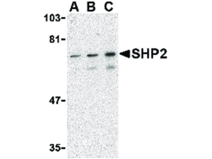 Western Blot of SHP2 Antibody
