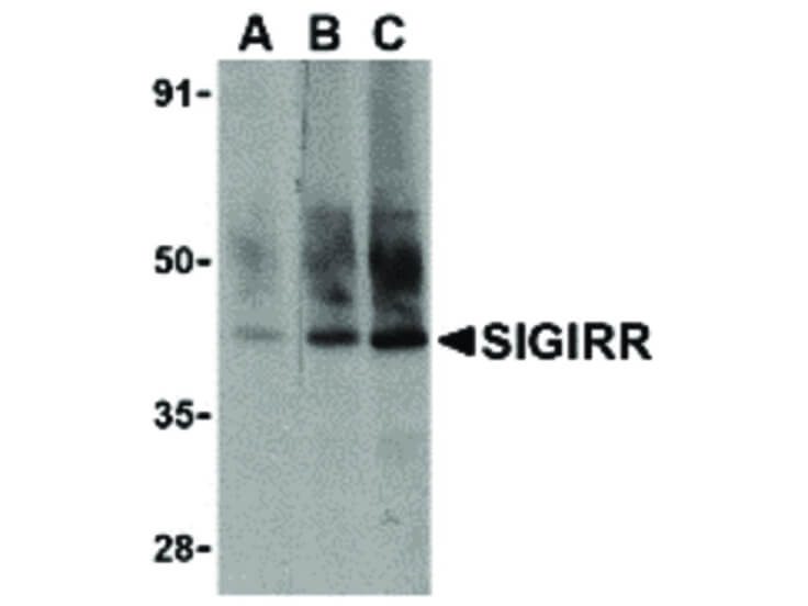 Western Blot of SIGIRR Antibody