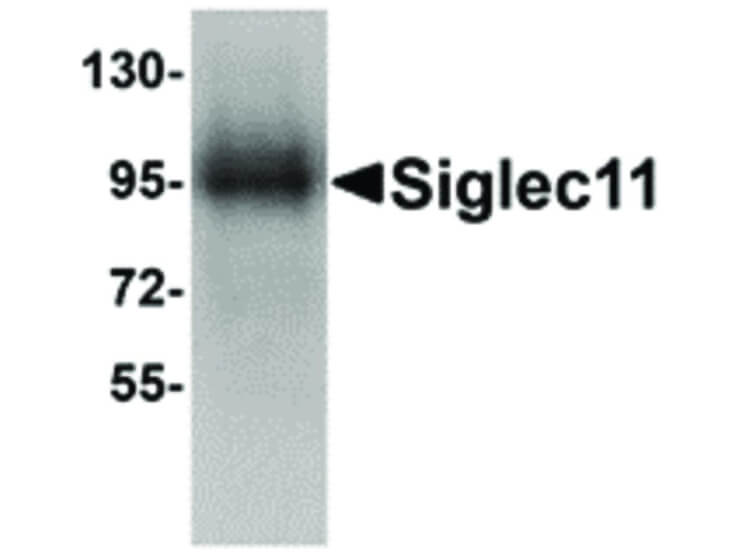 Western Blot of Siglec11 Antibody