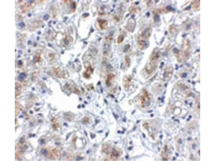 Immunohistochemistry of Siglec11 Antibody