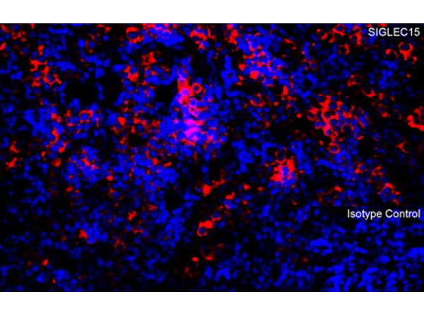 Immunofluorescence of SIGLEC15