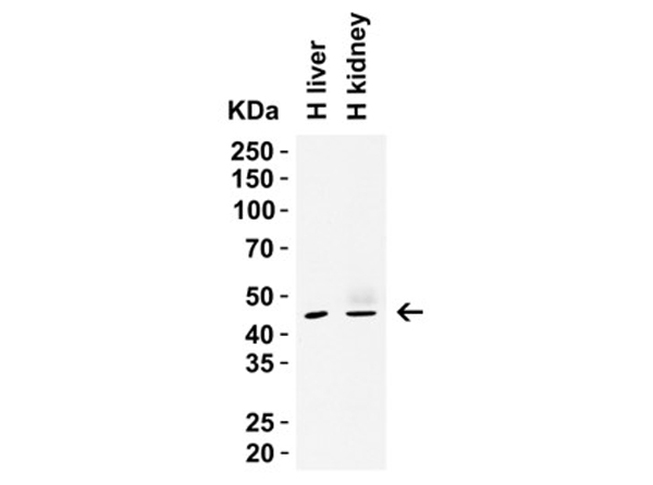 Western Blot of SIGLEC15