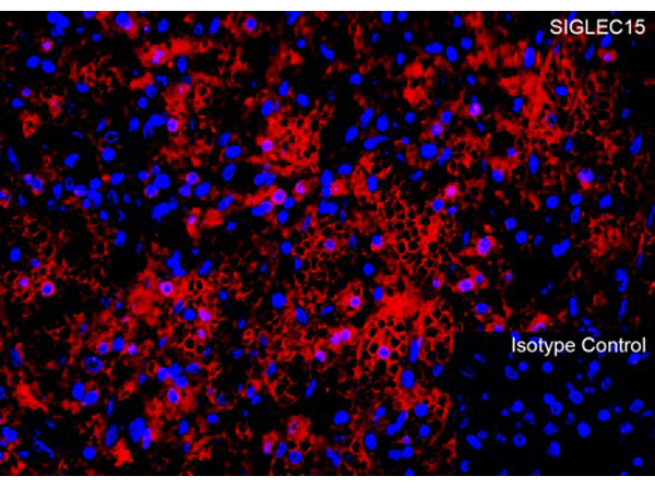 Immunofluorescence of SIGLEC15