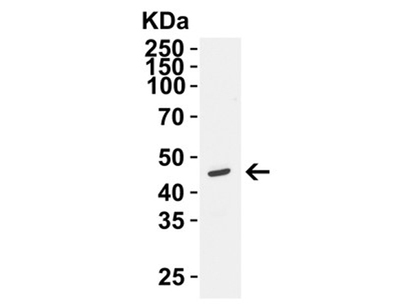 Western Blot of SIGLEC15