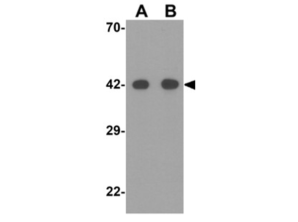 Western Blot of SIGLEC15