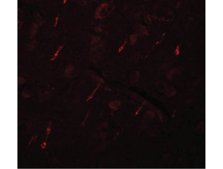 Immunofluorescence of SIPA1L2 Antibody