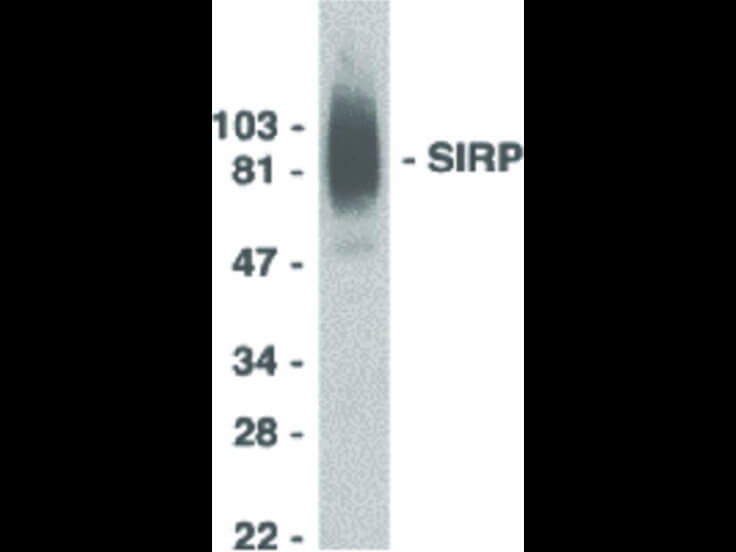 Western Blot of SIRP alpha Antibody