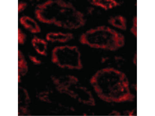 Immunofluorescence of Ski Antibody