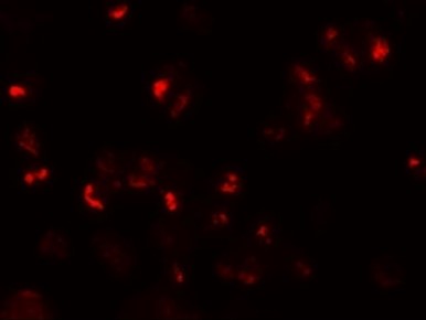 Immunofluorescence of SLAMF3