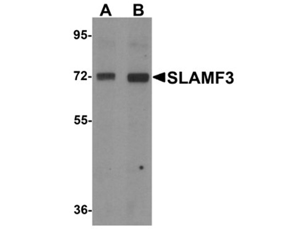 Western blot analysis of SLAMF3