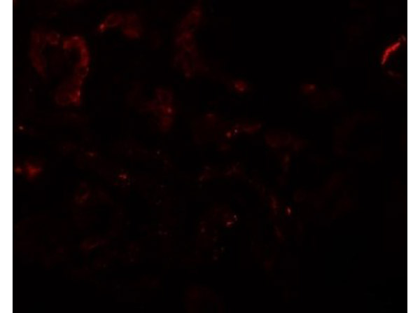 Immunofluorescence of SLAMF9