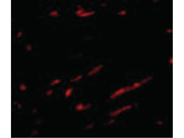 Immunofluorescence of Slc22A17 Antibody