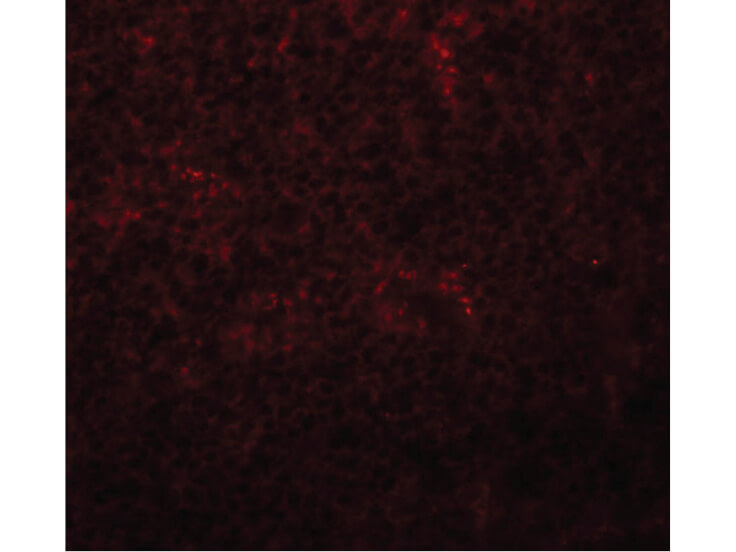 Immunofluorescence of Slc37A2 Antibody