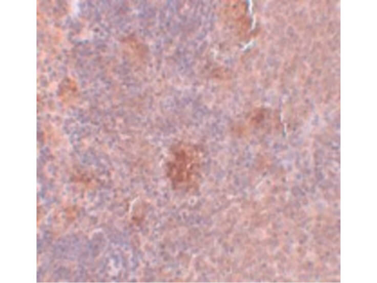 Immunohistochemistry of Slc37A2 Antibody