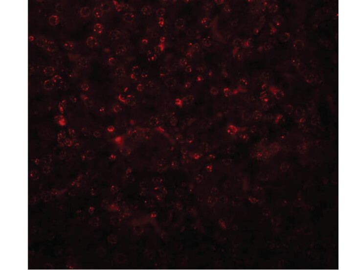 Immunofluorescence of SLFN14 Antibody