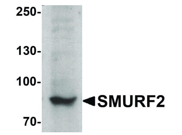 Western Blot of SMURF2 Antibody