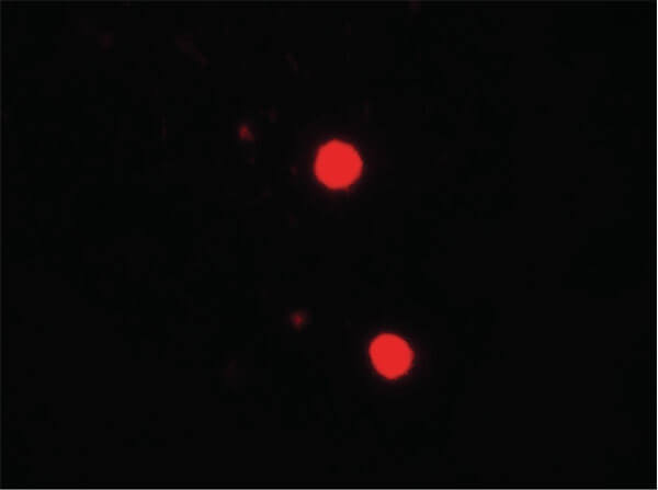 Immunofluorescence of SOX17 Antibody