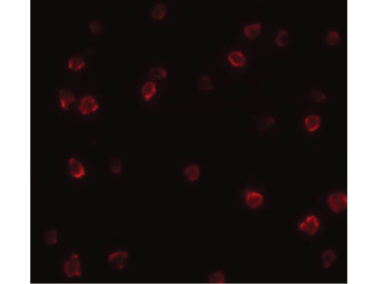 Immunofluorescence of SOX2 Antibody