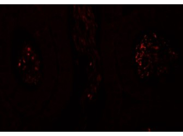 Immunofluorescence of SPATA1