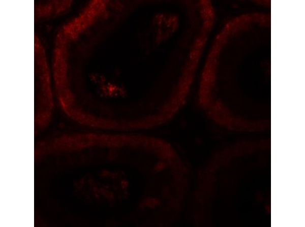 Immunofluorescence of SPATA3