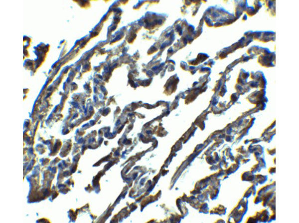 Immunohistochemistry of SPINSTER
