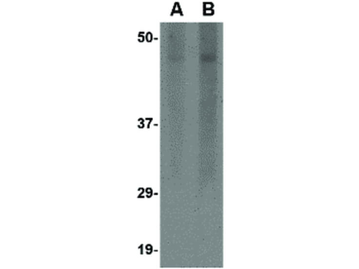 Western Blot of Spred3 Antibody