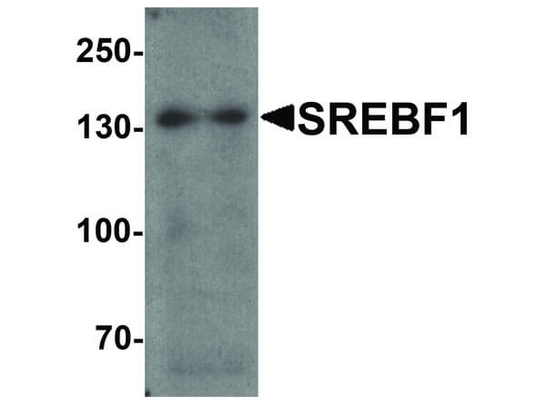Western Blot of SREBF1 Antibody
